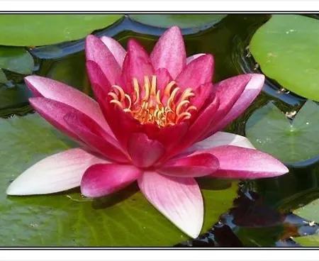 Paris Пьештяни