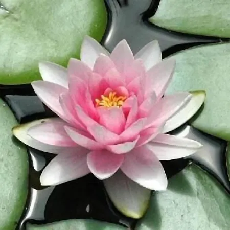 Paris Пьештяни